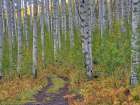 USA-Colorado-Aspen Backroad and Aspens Art Print